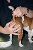 JACK RUSSEL - GLANDES ANALES 016